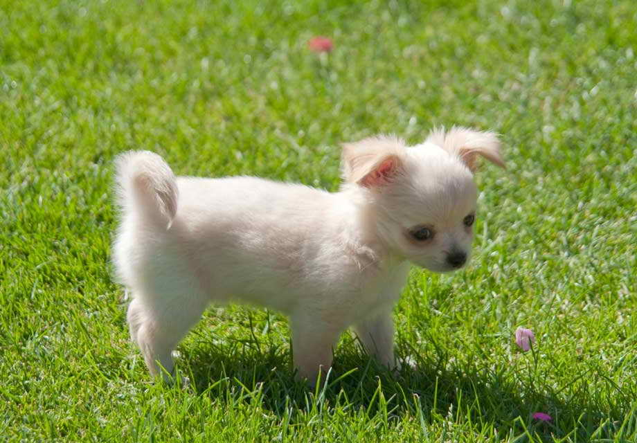 Long Hair Chihuahua Puppies For Sale In Arkansas