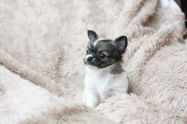 Long Hair Chihuahua Puppies For Sale In Florida