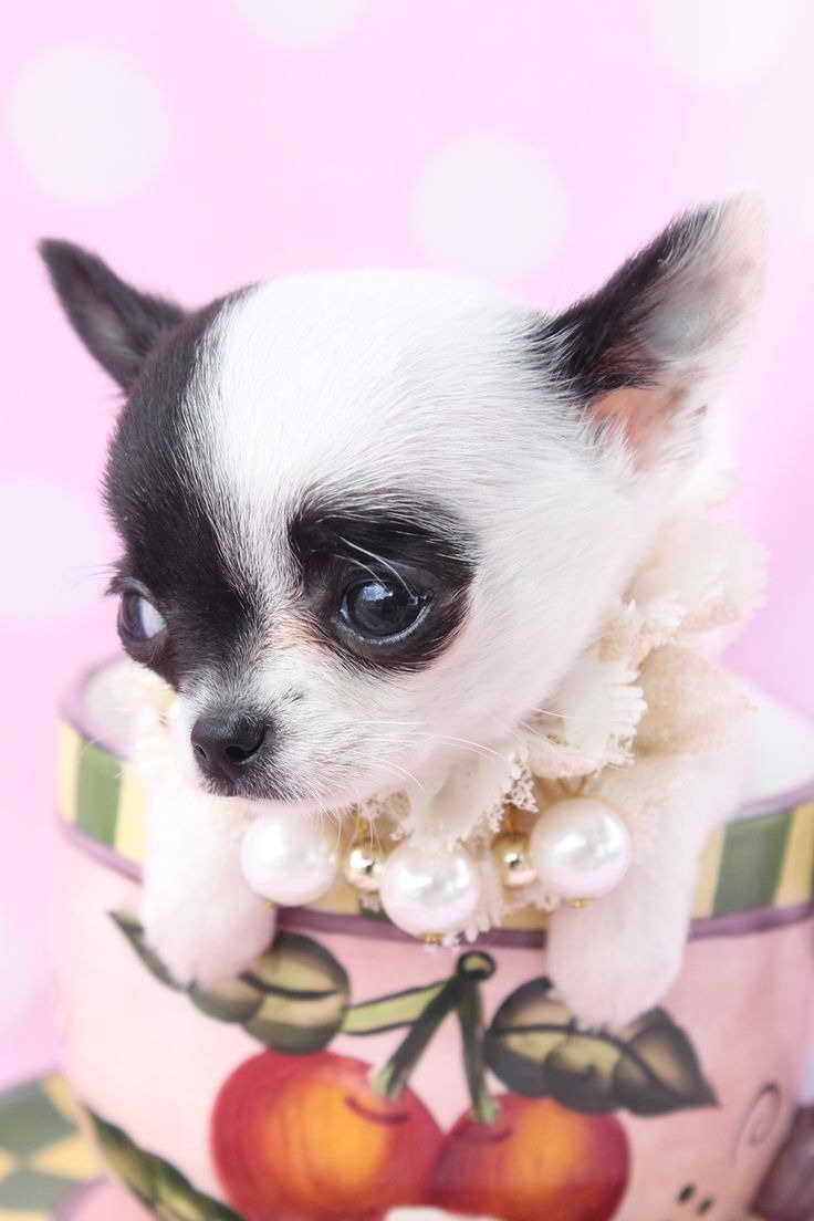 Long Hair Chihuahua Puppies For Sale In Louisiana