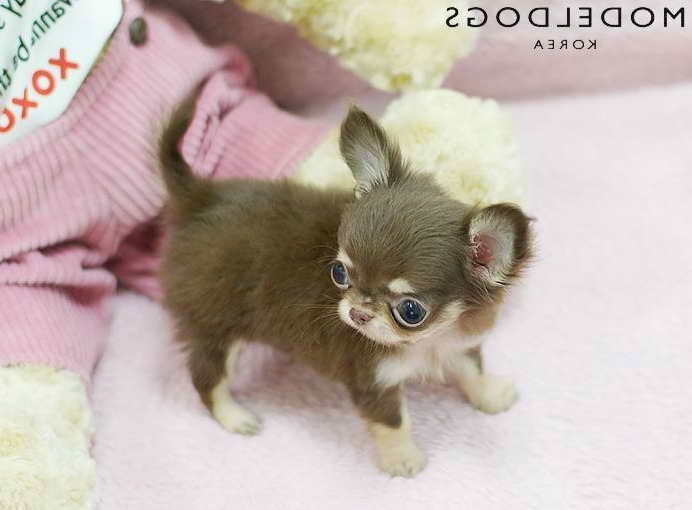 Long Hair Chihuahua Puppies For Sale In Missouri