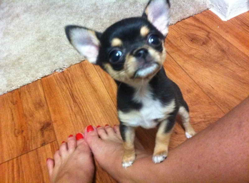 Long Hair Chihuahua Puppies For Sale In Texas