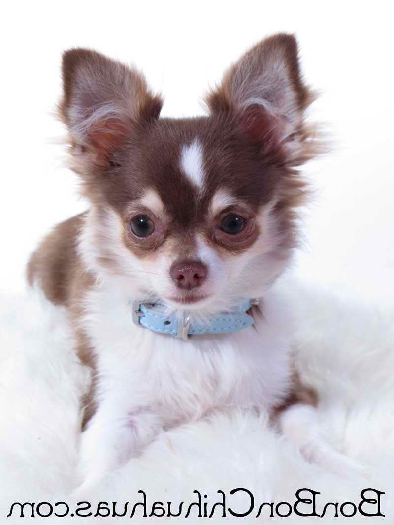 Long Hair Chihuahua Puppies For Sale Near Me