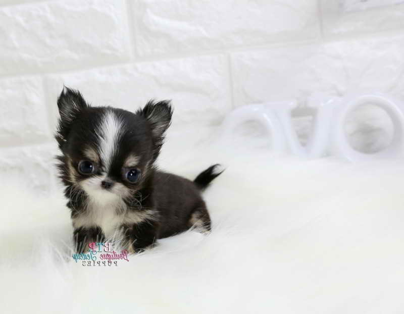 Long Hair Chihuahua Puppies For Sale Ny