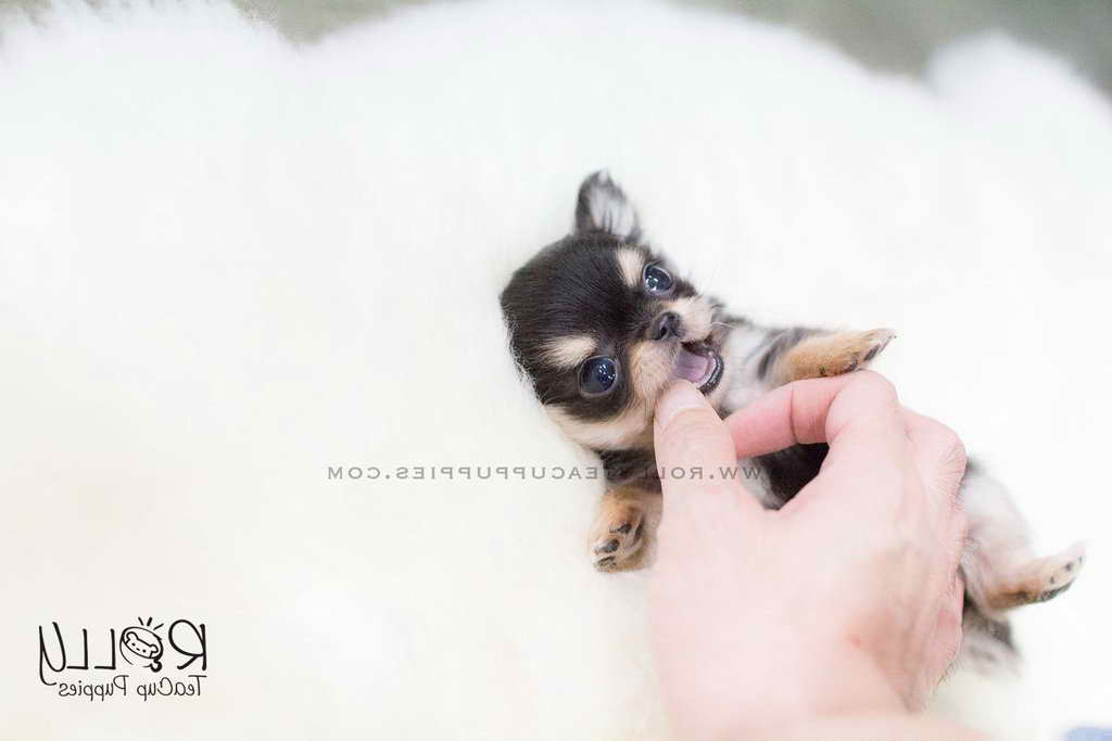 Long Hair Chihuahua Pups For Sale