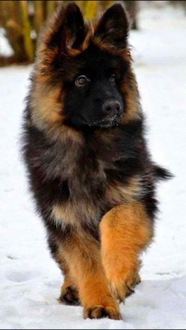 Long Hair German Shepherd Puppies PETSIDI