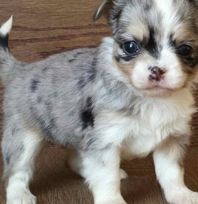 Long Haired Applehead Chihuahua Puppies For Sale