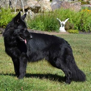 Long Haired Black German Shepherd For Sale