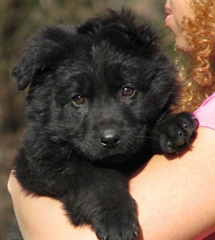 Long Haired Black German Shepherd Puppies