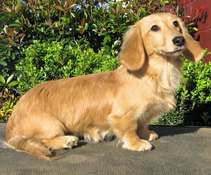 Long Haired Blonde Dachshund For Sale