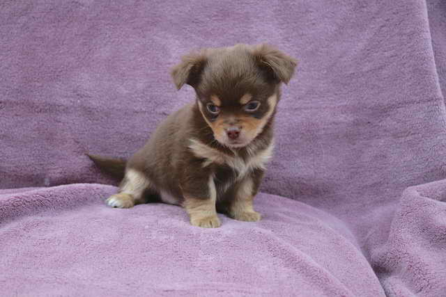 Long Haired Chihuahua Adoption