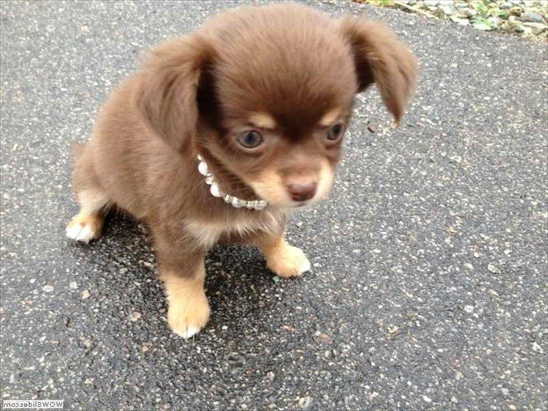 Long Haired Chihuahua Cost