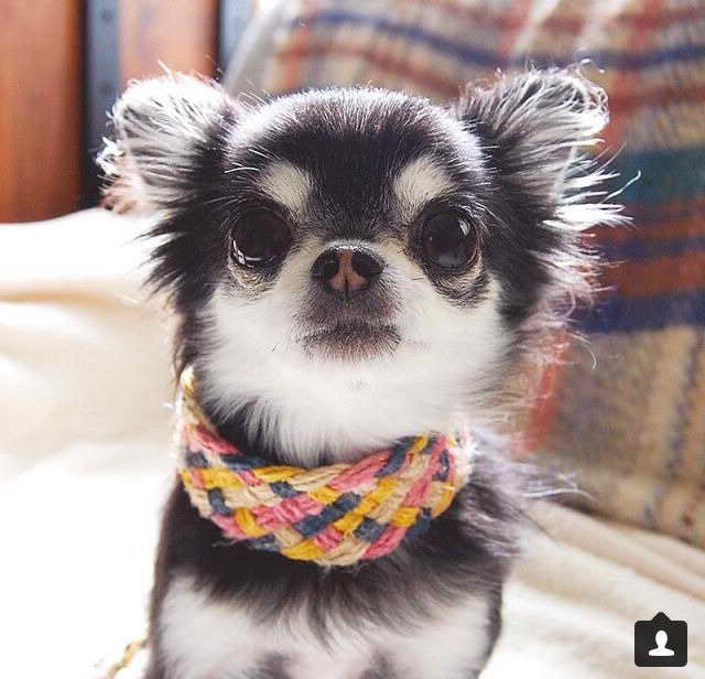 Long Haired Chihuahua Florida