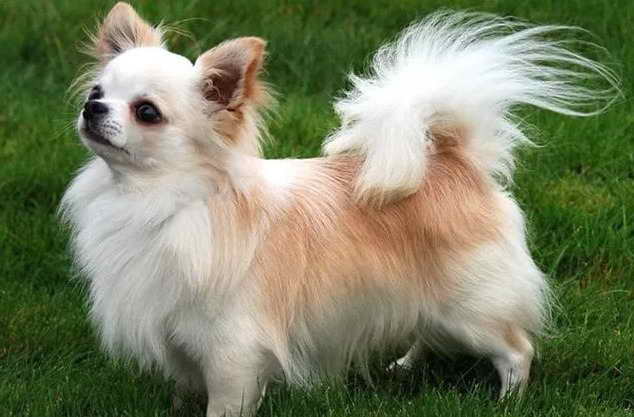 Long Haired Chihuahua Information