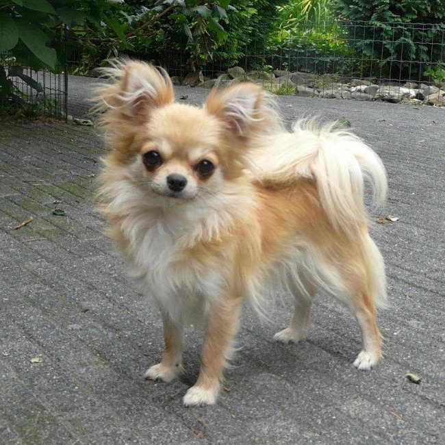 Long Haired Chihuahua Mix