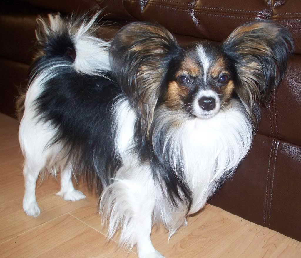 Long Haired Chihuahua Papillon Mix