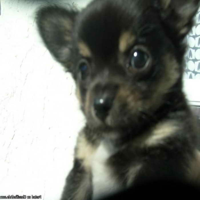 Long Haired Chihuahua Puppies Colorado