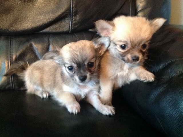 Long Haired Chihuahua Puppies For Adoption