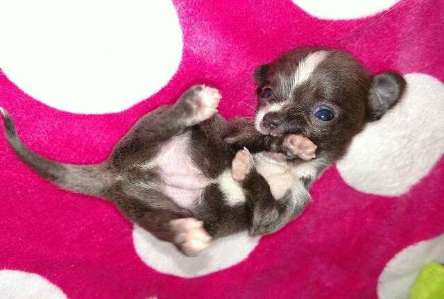 Long Haired Chihuahua Puppies For Sale Florida