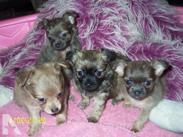 Long Haired Chihuahua Puppies For Sale In Alabama