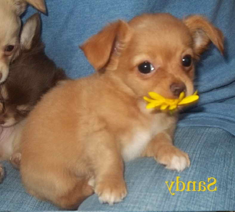 Long Haired Chihuahua Puppies For Sale In Michigan