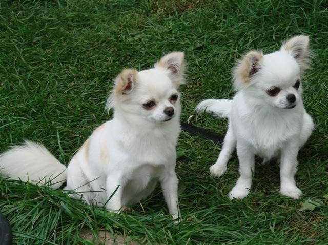 Long Haired Chihuahua Puppies For Sale In Mn