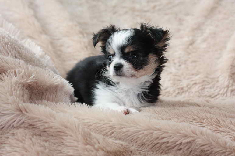 Long Haired Chihuahua Puppies For Sale In Pa