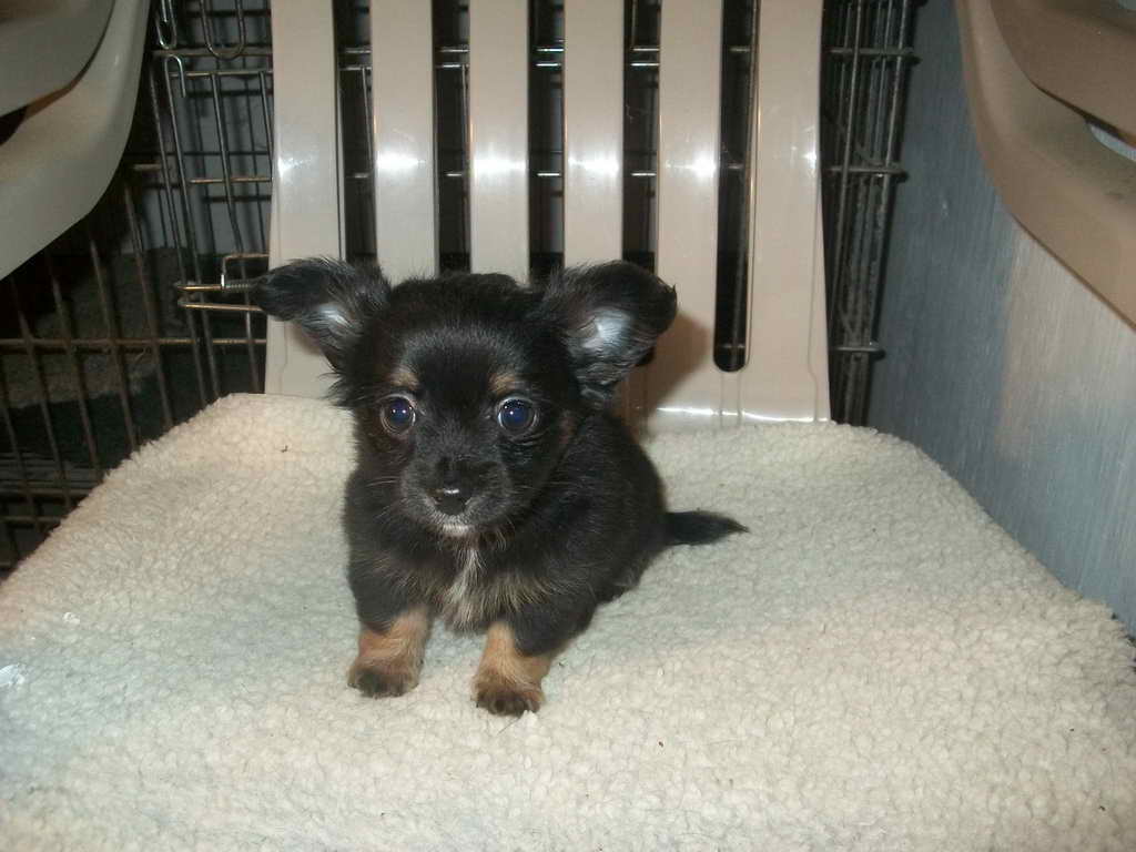 Long Haired Chihuahua Puppies For Sale In Va