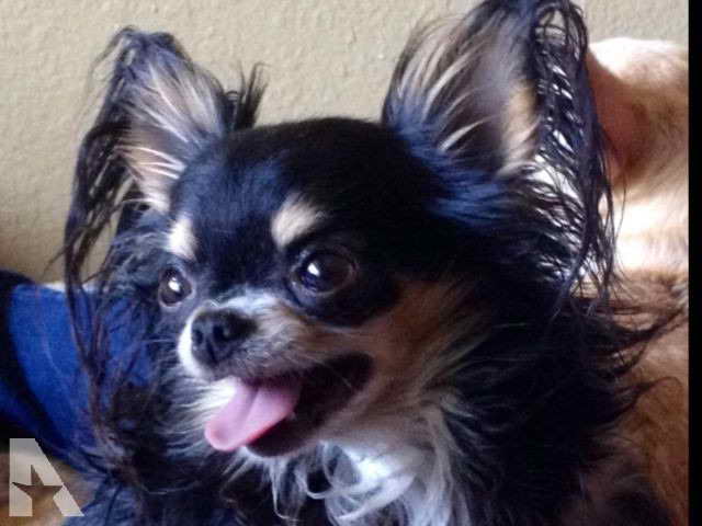 Long Haired Chihuahua Puppies For Sale Ny