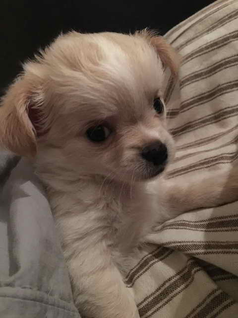 Long Haired Chihuahua Puppies For Sale