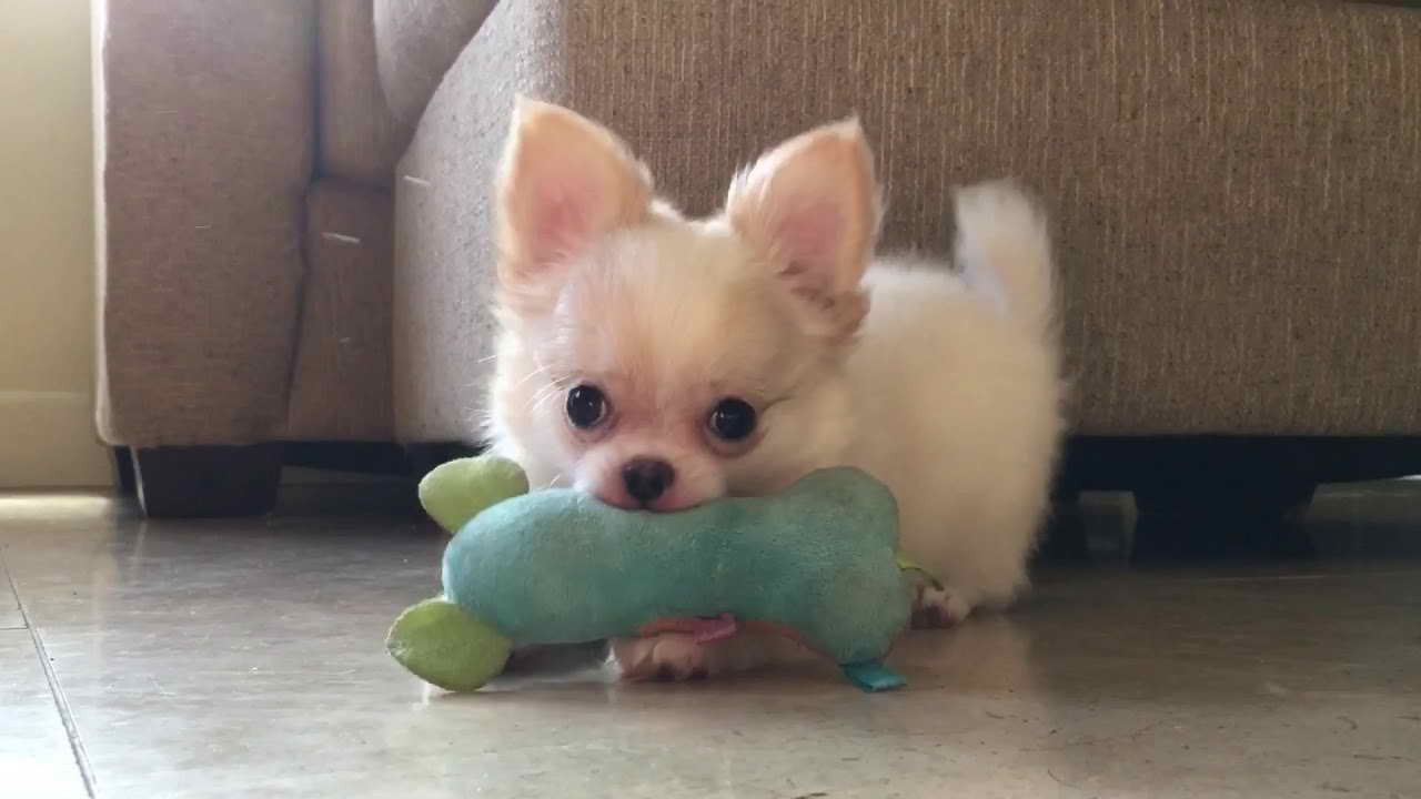 Long Haired Chihuahua Puppy For Sale