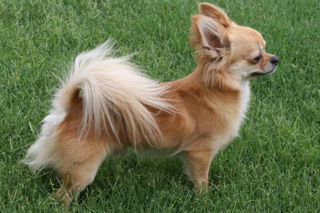 Long Haired Chihuahua San Diego