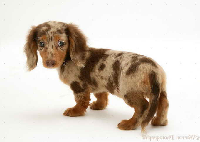 long haired chocolate dapple dachshund