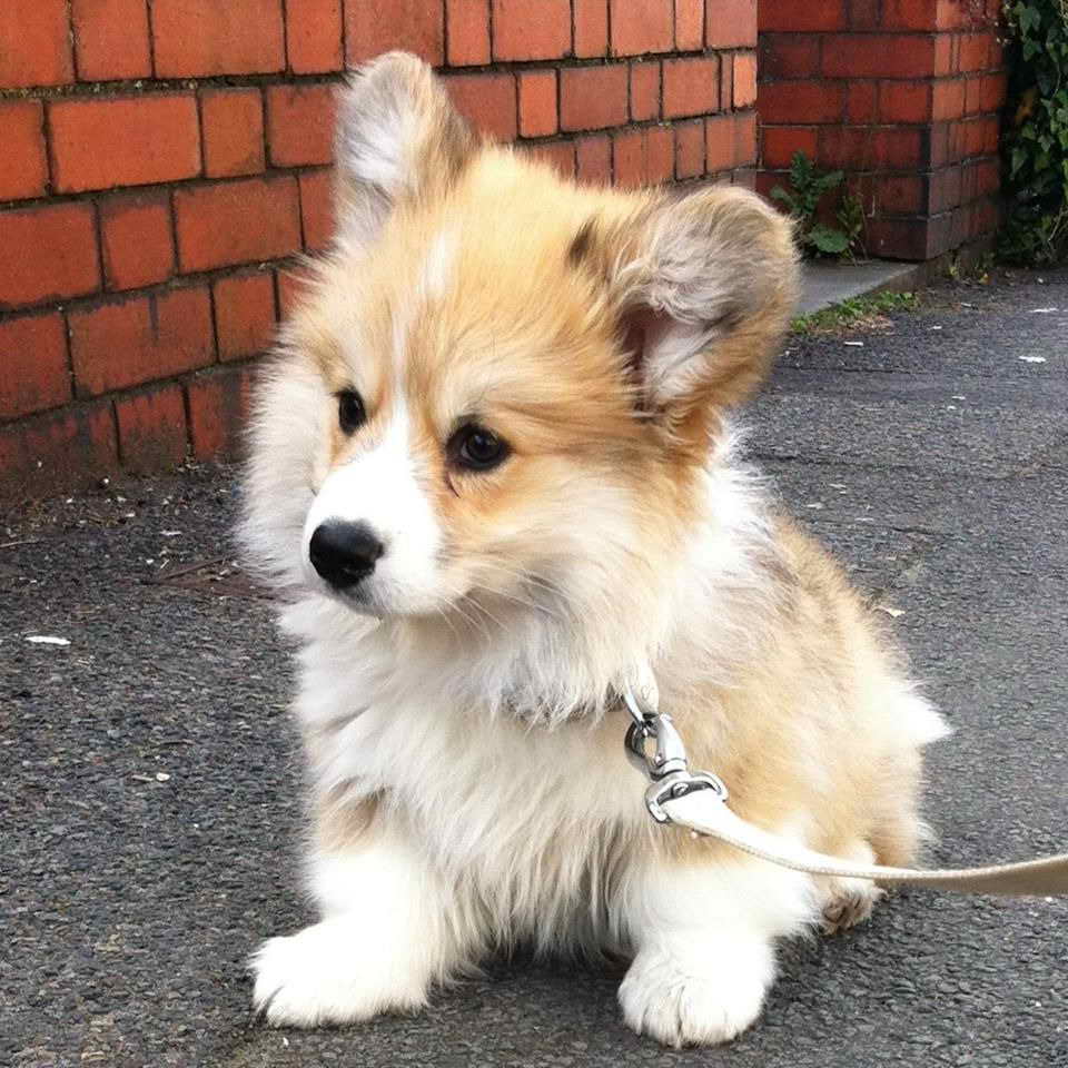 Long Haired Corgi Puppies For Sale