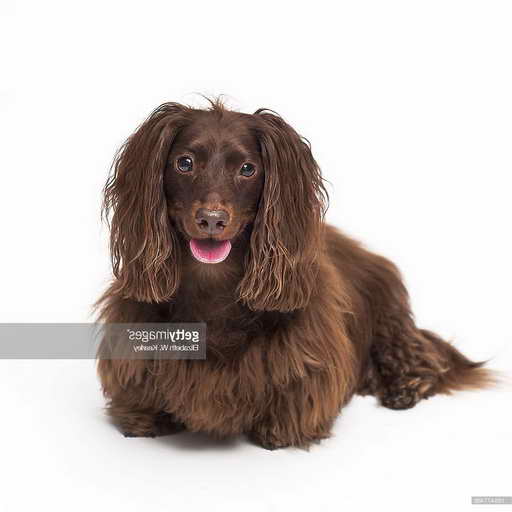 Long Haired Dachshund Dog