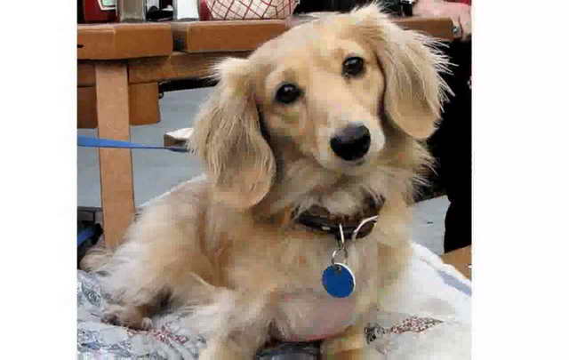 Long Haired Dachshund Haircut