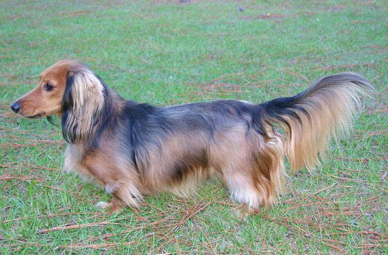 Long Haired Dachshund Oregon