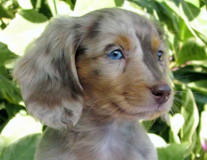 Long Haired Dachshund Puppies Dallas