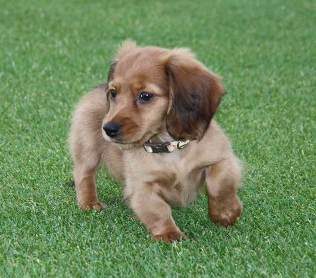 Long Haired Dachshund Puppies Florida