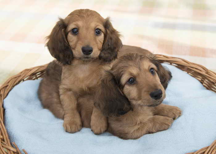 Long Haired Dachshund Puppies For Sale California
