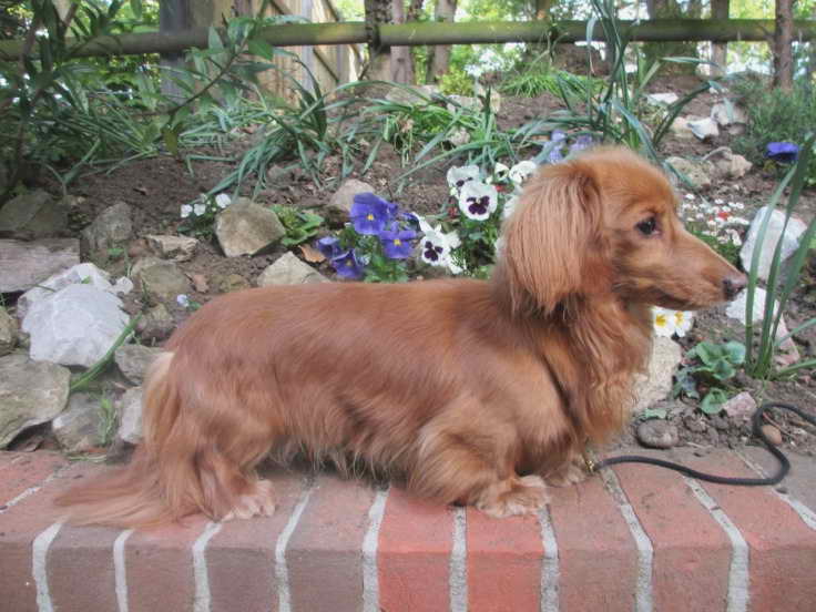 Long Haired Dachshund Puppies For Sale In Alabama