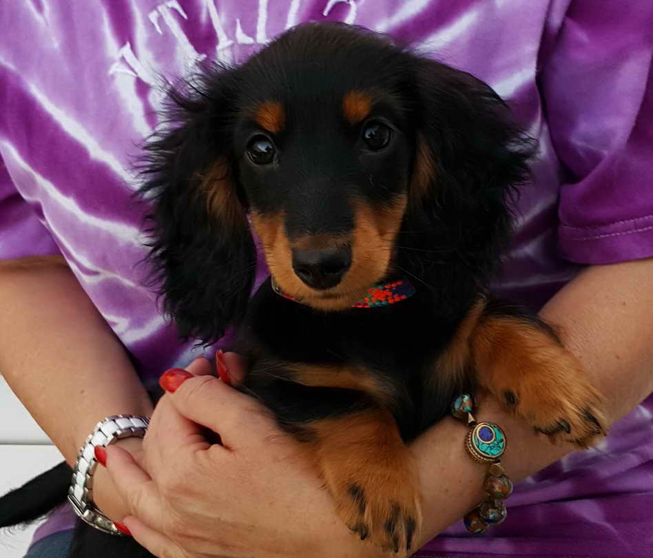 Long Haired Dachshund Puppies For Sale In Ga