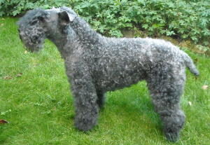 Kerry Blue Terrier hypoallergenic dogs