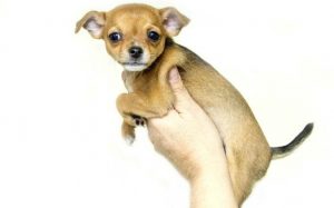 deer head chihuahua for sale