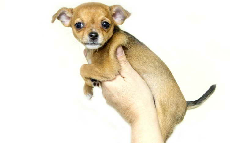 deer head chihuahua for sale