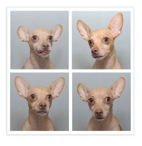 deer head chihuahua puppy