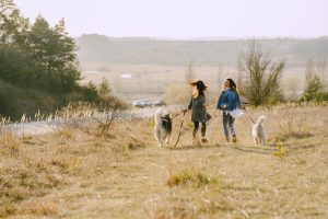 Dogs walking service