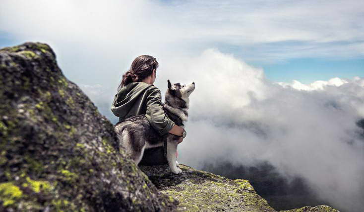 pet insurance for dogs