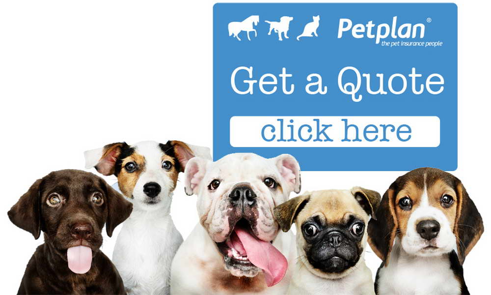 petplan insurance quote | PETSIDI