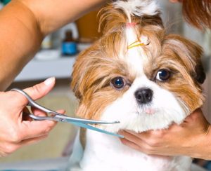 How Much Does a Dog Groomer Cost