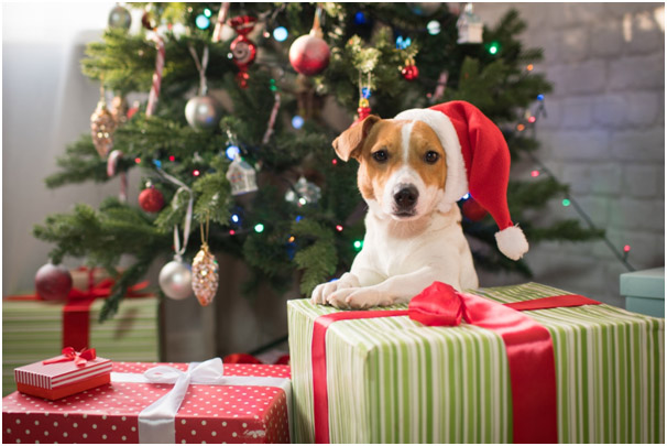 Perfect gift ideas for pet lovers